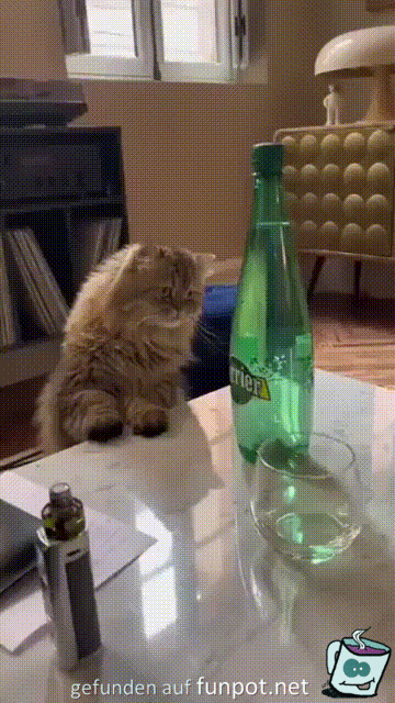 Katze ist verwirrt
