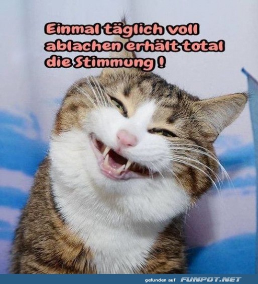 Voll ablachen