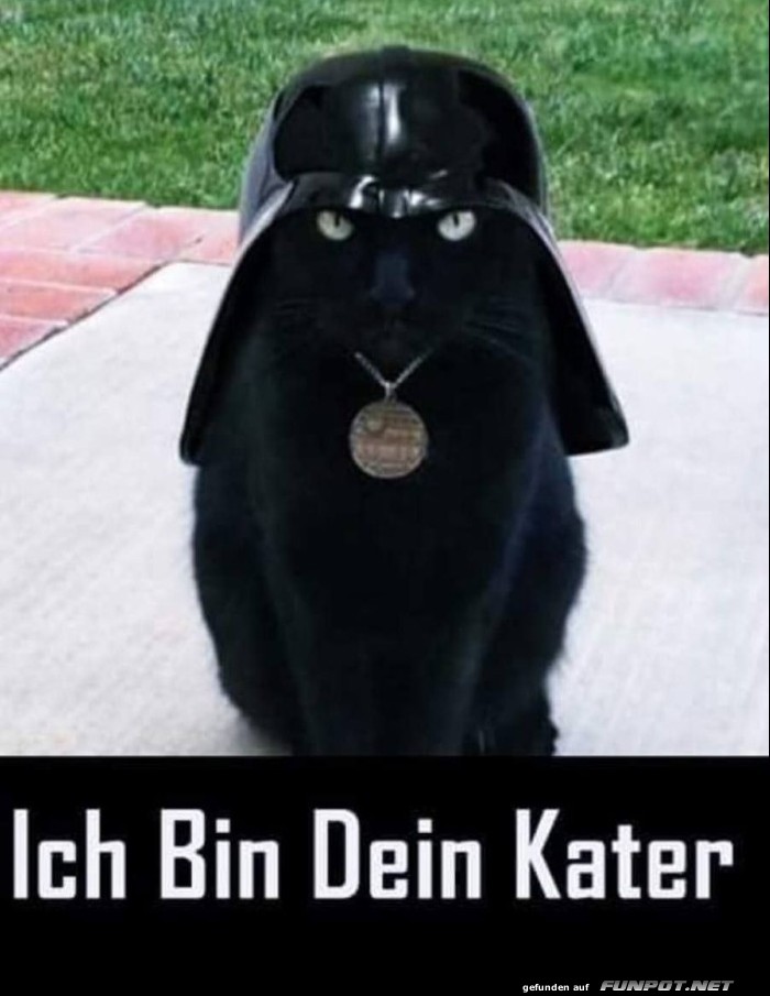 Ich bin dein Kater