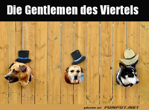 Lustige Hunde