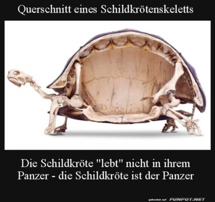 Schildkrtenskelett