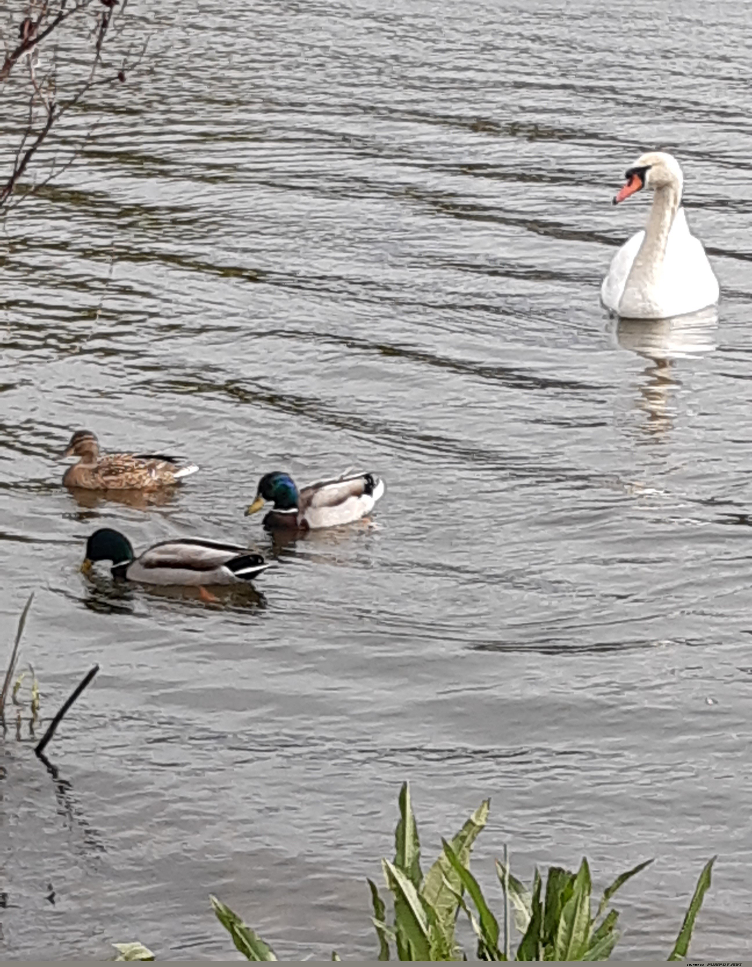 Schwan und Enten