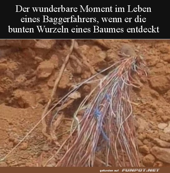 Bunte Wurzeln