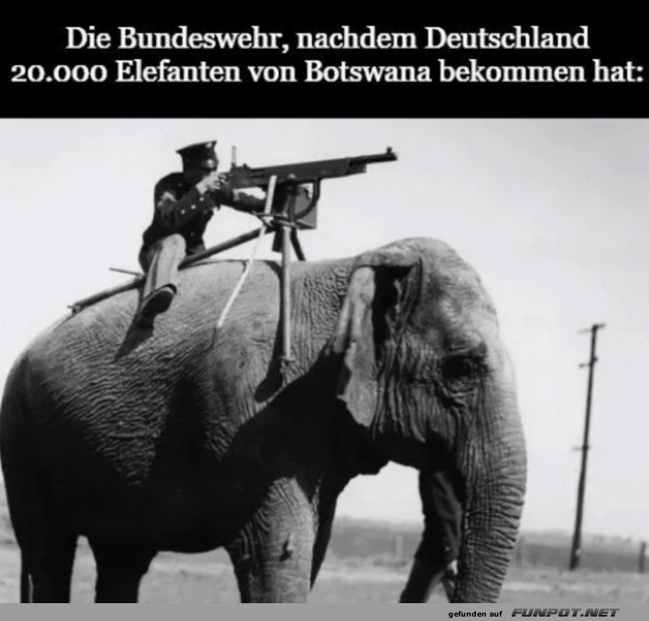 Elefanten fr Deutschland
