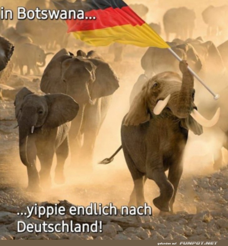 Elefanten freuen sich auf Deutschland