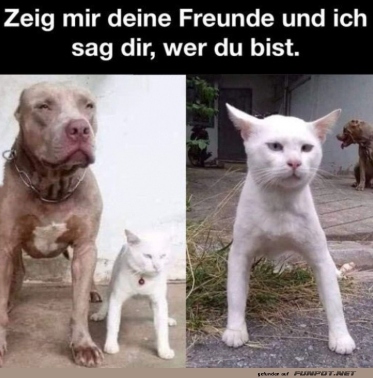 Deine Freunde