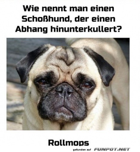 Ein Rollmops