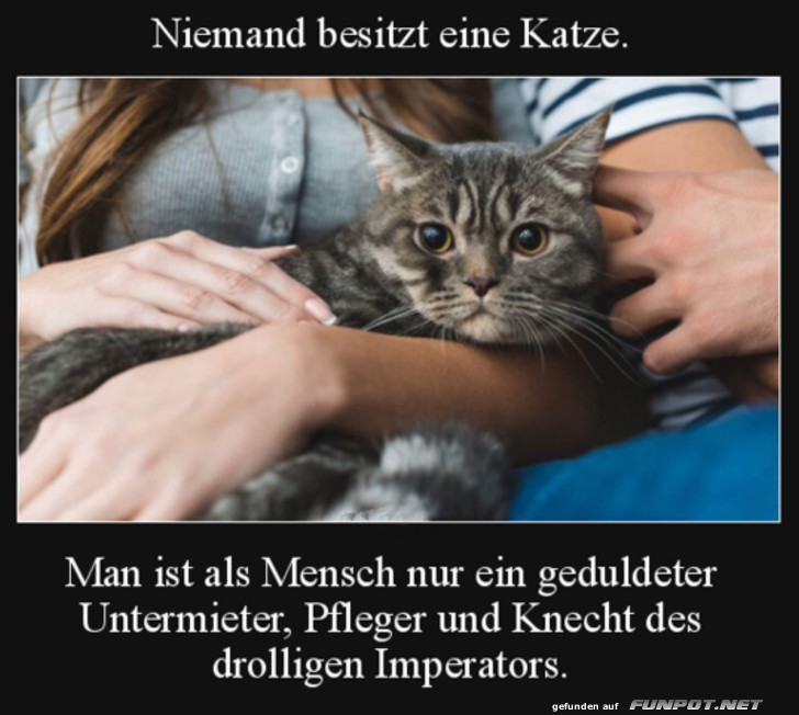 Niemand besitzt eine Katze