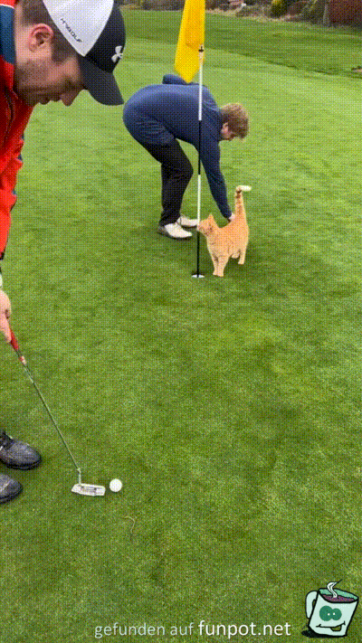Katze und Golf