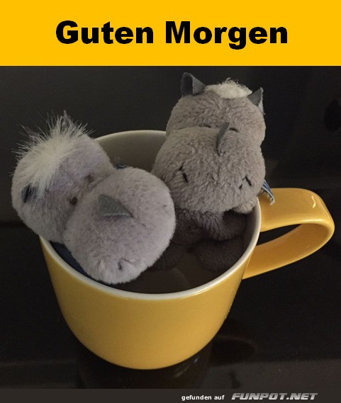 Guten Morgen