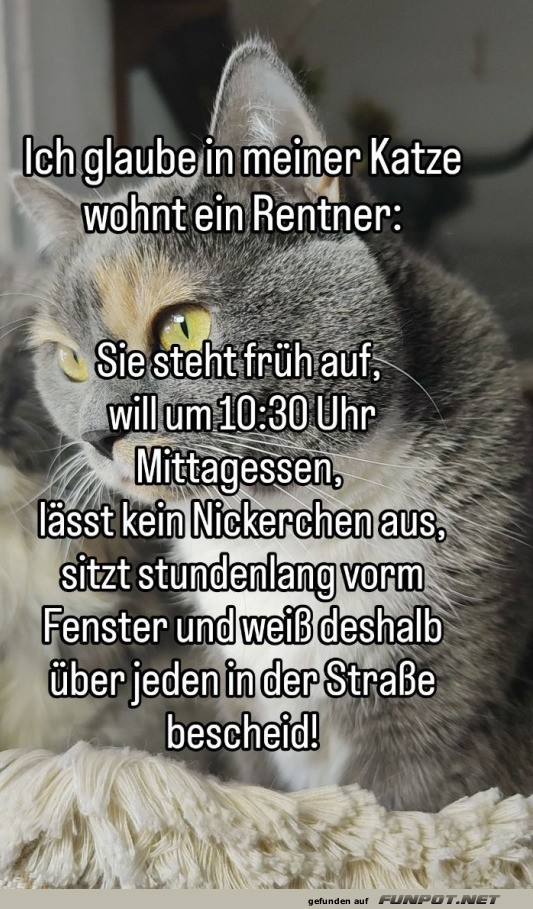 In meiner Katze wohnt ein Rentner