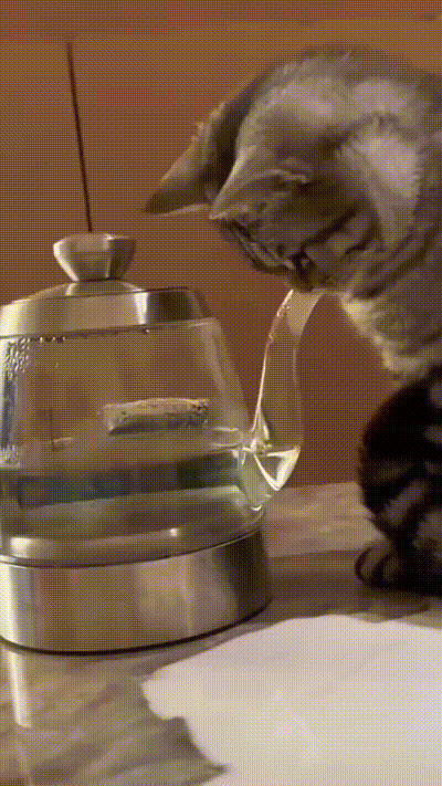 Katze spielt mit Wasser