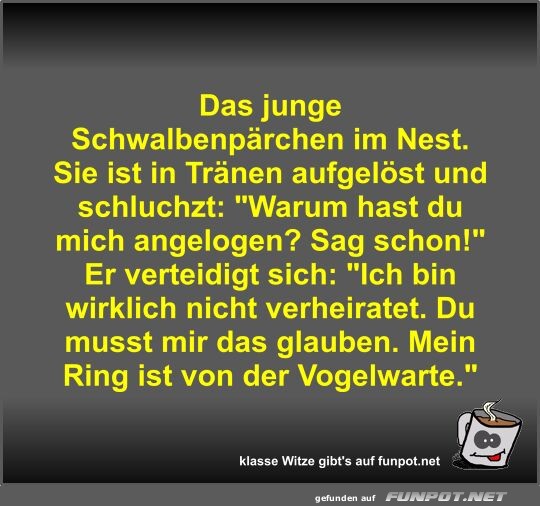 Das junge Schwalbenprchen im Nest