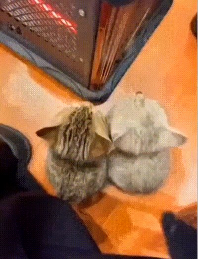 Lustige Katzen-hrchen