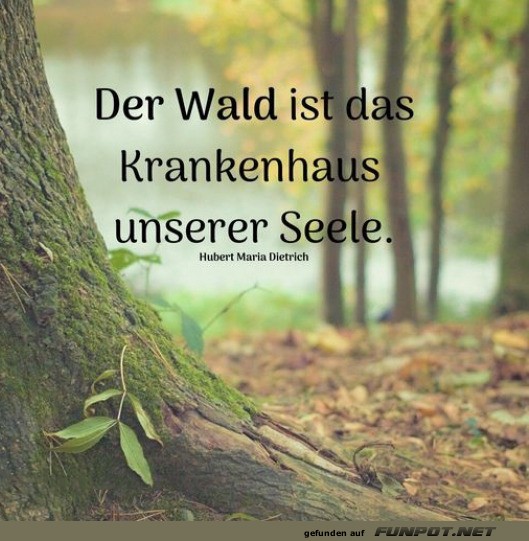 Der Wald