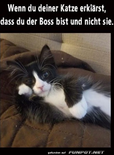 Der Boss