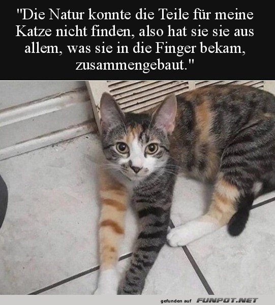 Bunte Katze