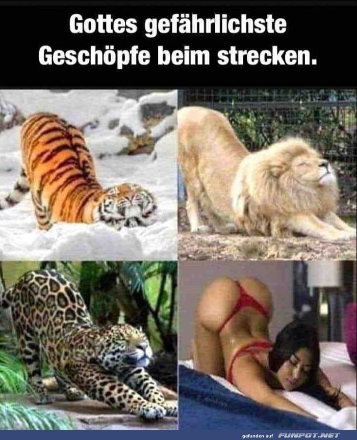 Gefhrliche Geschpfe