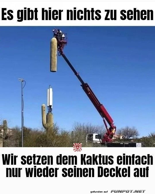 Kaktus bekommt wieder seinen Deckel