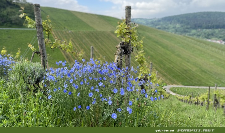 Blumen im Weinberg