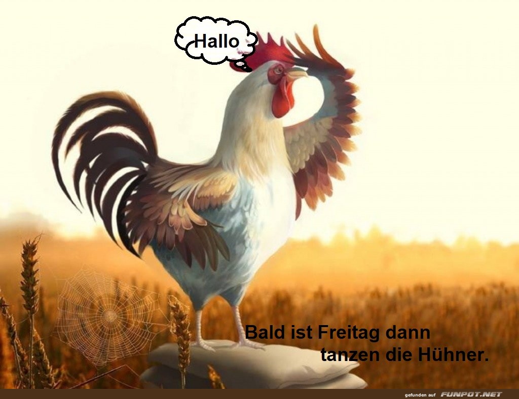 Hallo