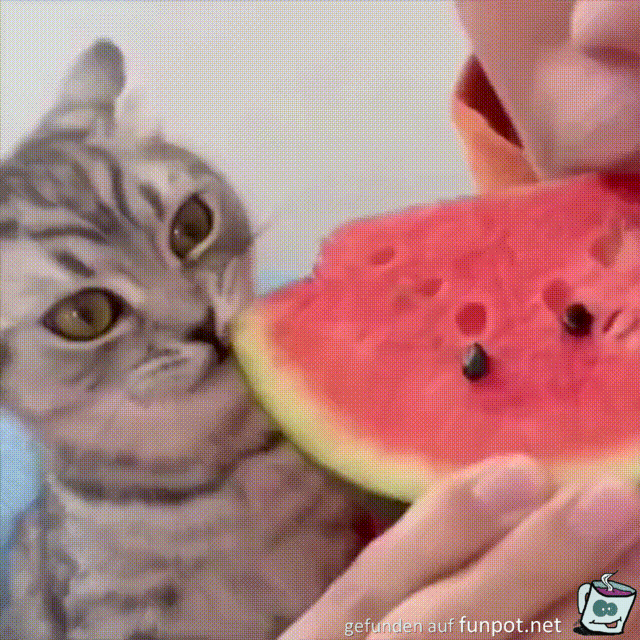 Die Melone ist gut