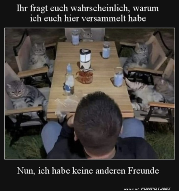 Katzen-Freunde