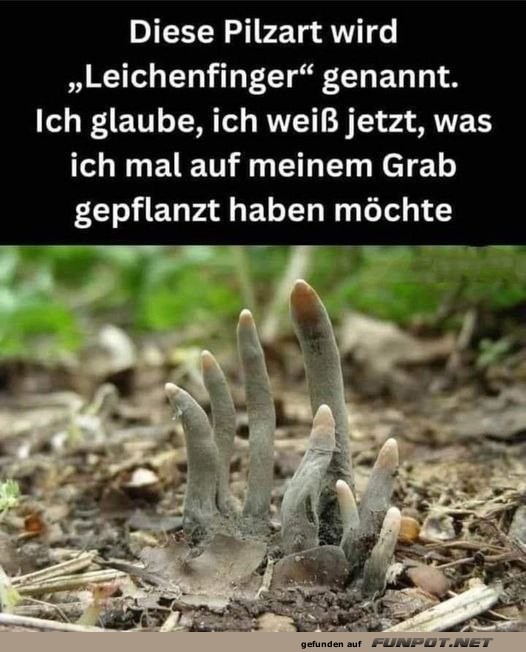 Komischer Pilz