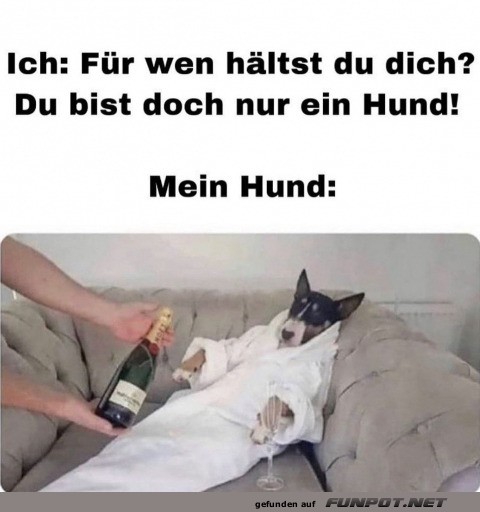 Mein Hund