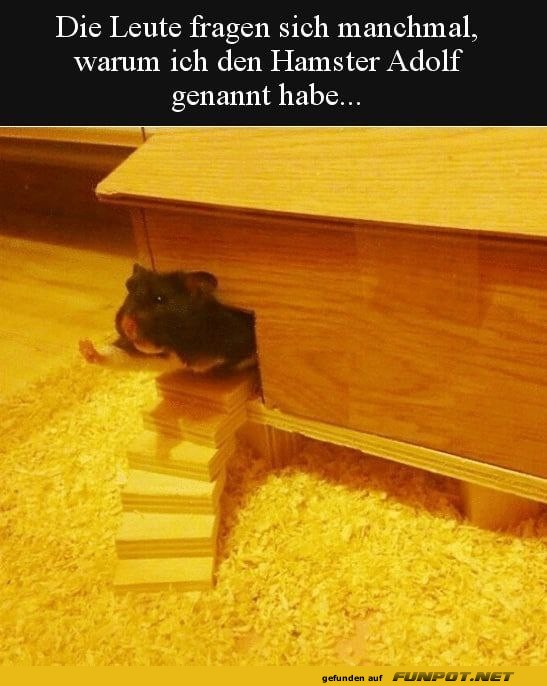 Lustiger Hamster