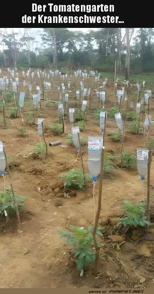 Tomatengarten der Krankenschwester