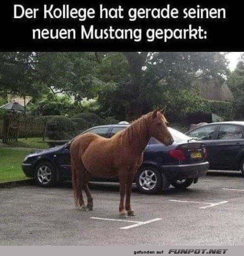 Neuer Mustang