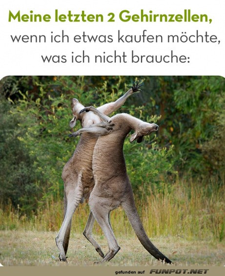 Meine letzten beiden Gehirnzellen