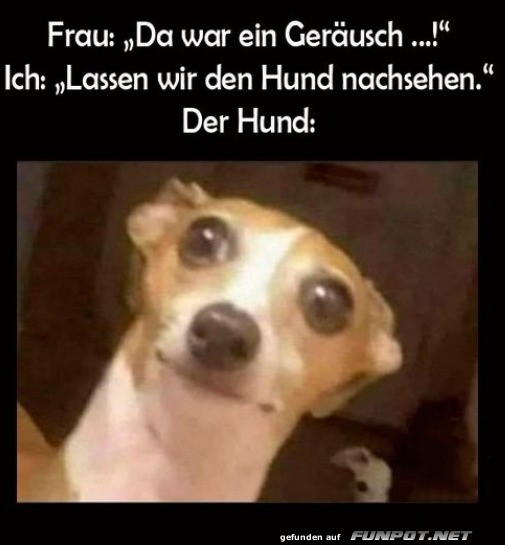 Der Hund will das nicht