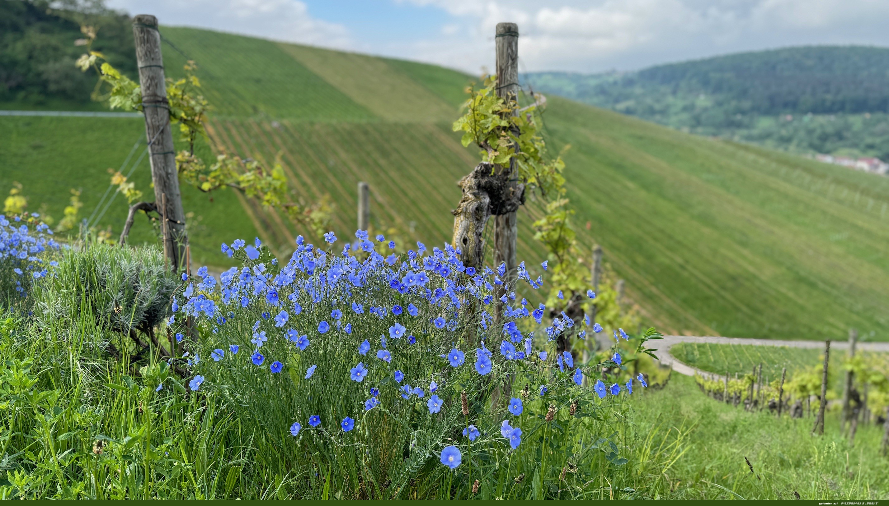 Wunderschne Blten am Weinberg und in den Wiesen.