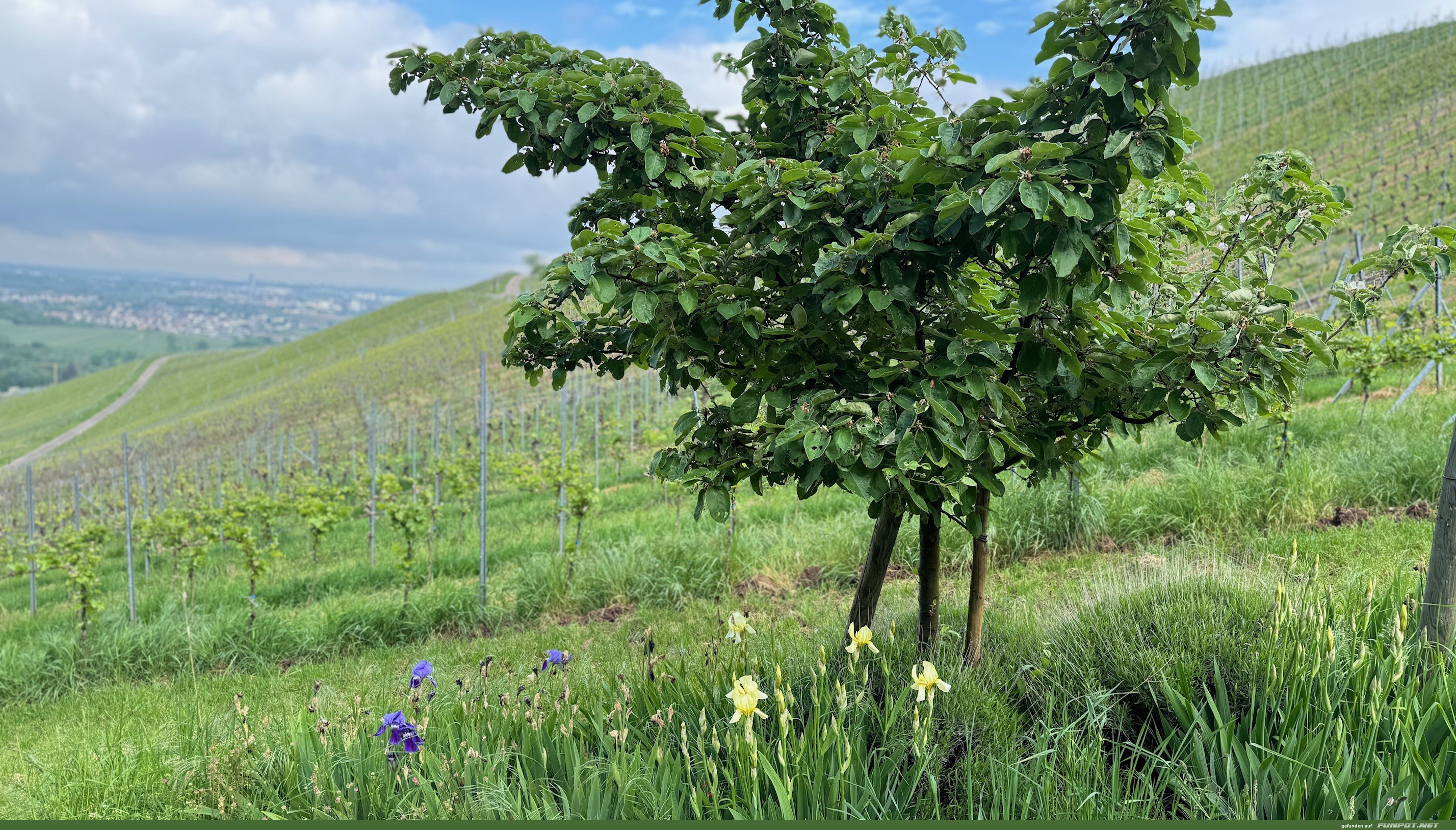 Wunderschne Blten am Weinberg und in den Wiesen.