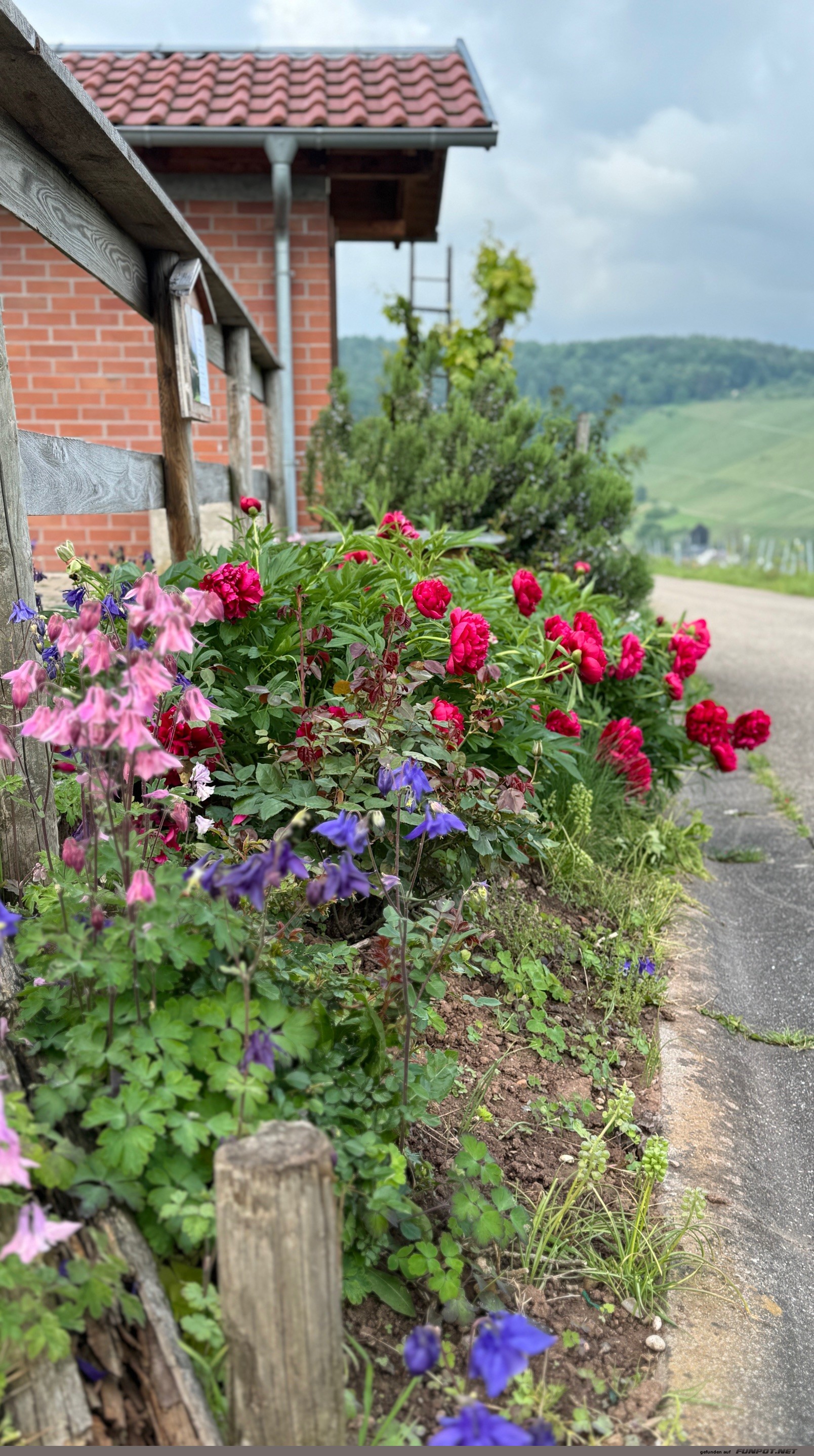 Wunderschne Blten am Weinberg und in den Wiesen.