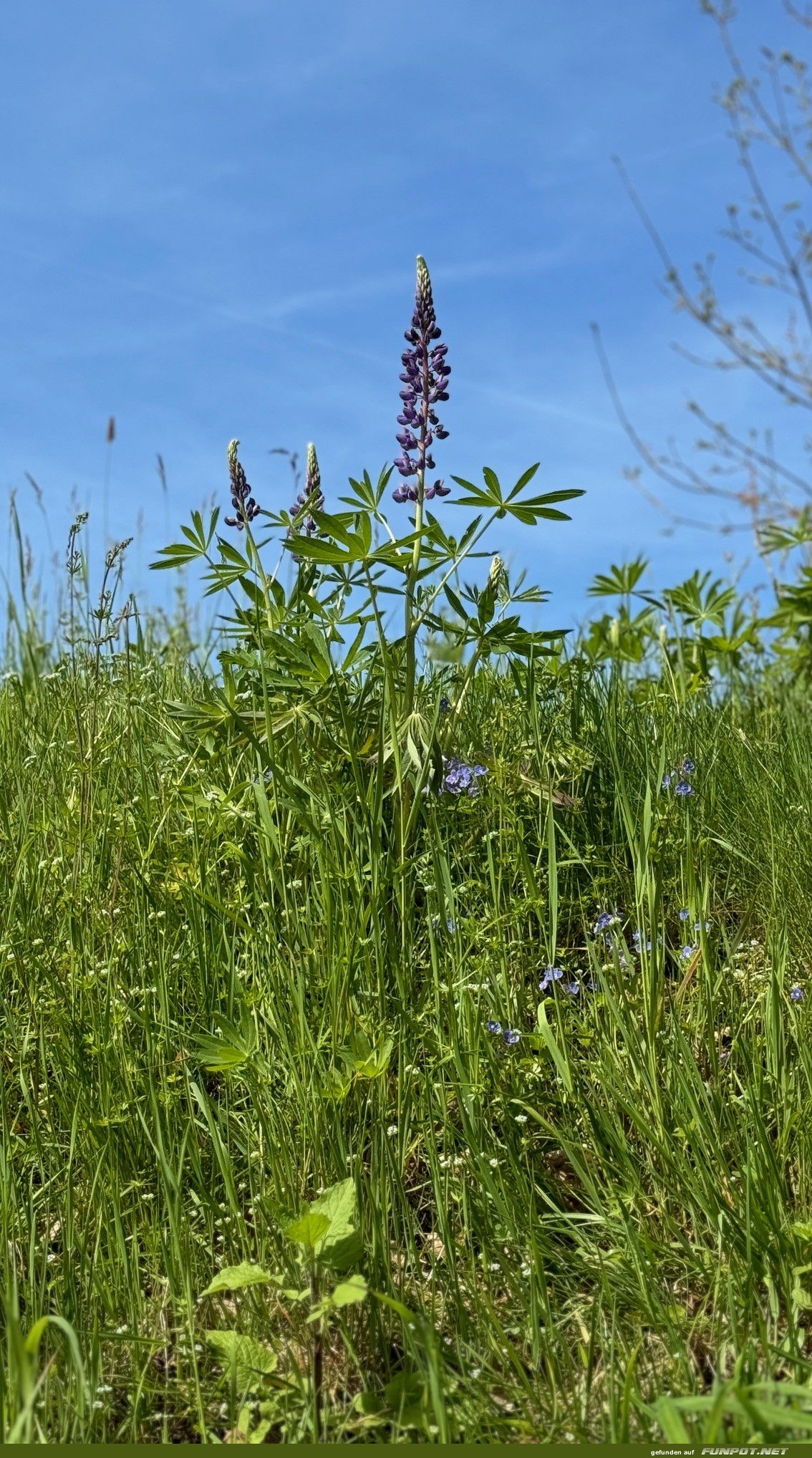 Wunderschne Blten am Weinberg und in den Wiesen.