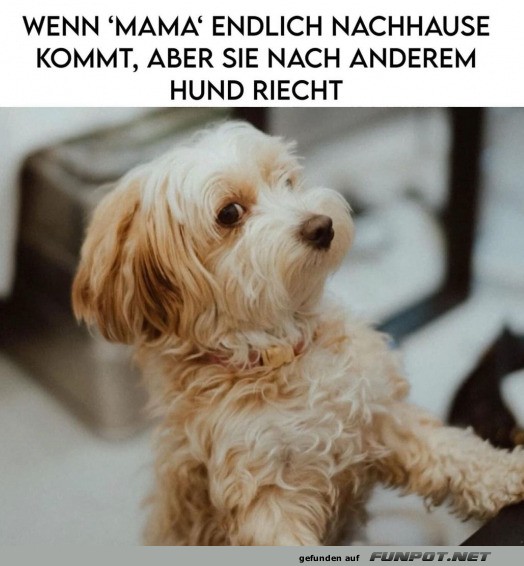 Sie riecht nach anderem Hund