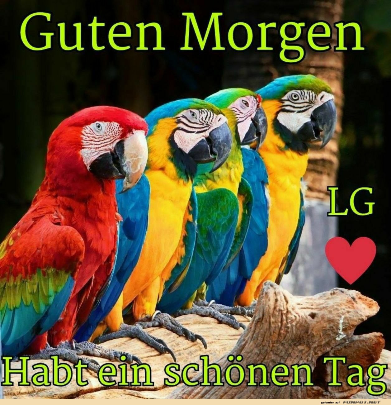 Guten Morgen