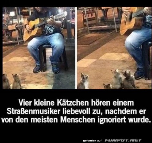 Liebe Katzen