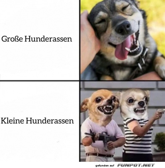 Hunde