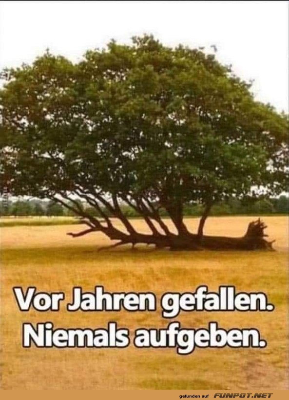 Nie aufgeben