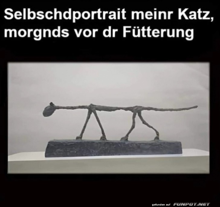 Katze vor der Ftterung