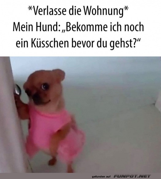 Mein Hund