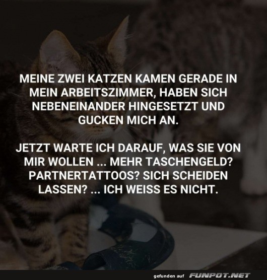 Katzen wollen etwas