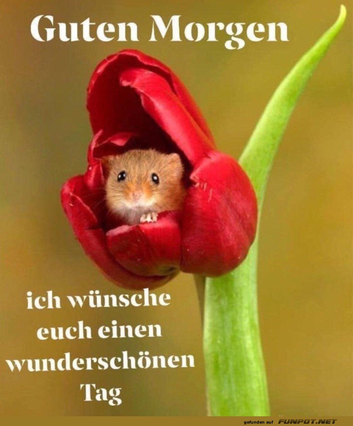 Guten Morgen