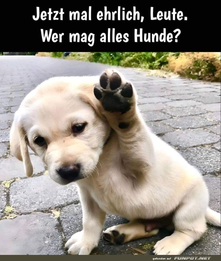 Wer mag Hunde?