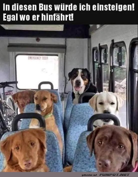 In diesen Bus
