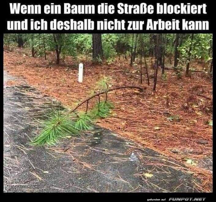 Ein Baum blockiert die Strae